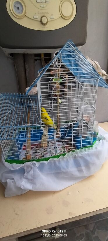 Сковородки: Budaqlı qəfəsdə 2 dalğalı tutuquşu (mujgan/budgerigar) komplekti -