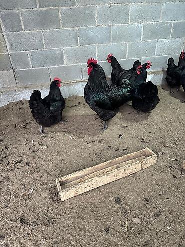 Куры, петухи: Продаю | Инкубационные яйца | Для разведения — 5