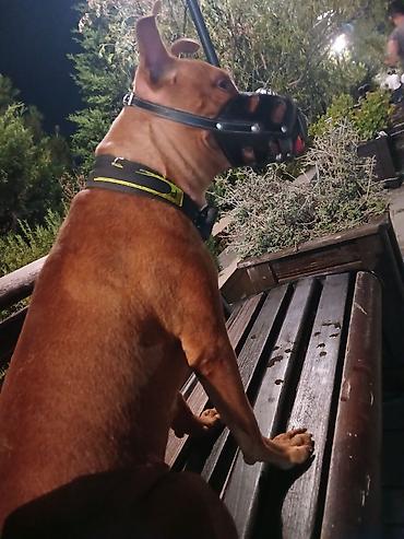 it sortu: Pitbul, 1 il, Dişi — 1