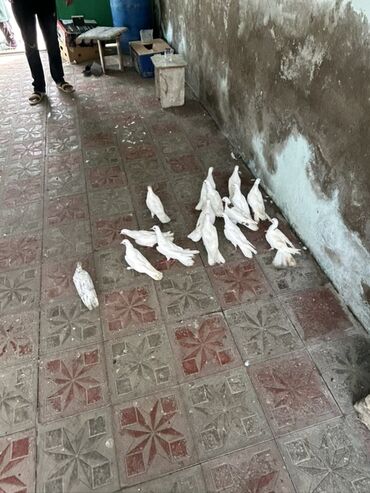 Akvarium aksessuar və ləvazimatları: Hamsi qenedli balalardi 3 manatdan sondu qiymet