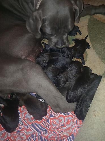 cane corso yavru: Peyvəndli — 2