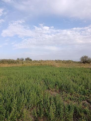 виноградное село: 4000 соток, Для сельского хозяйства — 2
