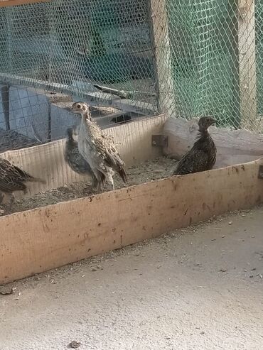 щегол птица: Продаю подрощенных цыплят охотничьих фазанов