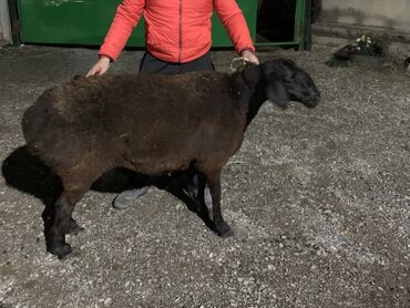 дом для собаки: Сатам | Ургаачы кой (ургаачы) | Арашан | Көбөйтүү үчүн | Ургаачы