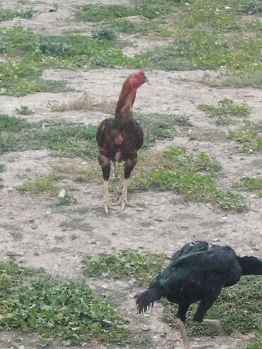 hind quşu satışı: Toyuq, Damazlıq