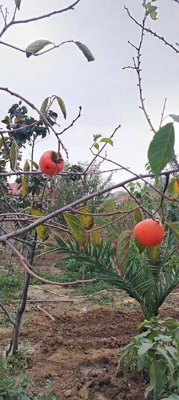 Həyət evləri və villaların satışı: Mehdiabad 4 otaqlı, 140 kv. m, Kredit yoxdur, Yeni təmirli -da lalafo.az — 9 Həyət evləri və villaların satışı: Mehdiabad 4 otaqlı, 140 kv. m, Kredit yoxdur, Yeni təmirli — 9
