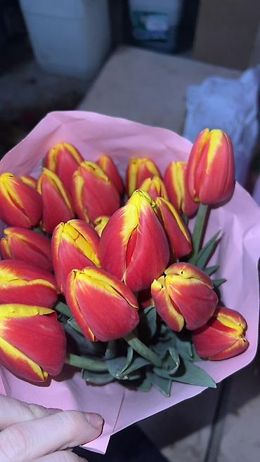 Букеты из живых цветов: ГОЛЛАНДСКИЕ ТЮЛЬПАНЫ К 8 МАРТА 🌷 Высота 60–70 см - крупные бутоны at lalafo.kg — 5 Букеты из живых цветов: ГОЛЛАНДСКИЕ ТЮЛЬПАНЫ К 8 МАРТА 🌷 Высота 60–70 см - крупные бутоны — 5