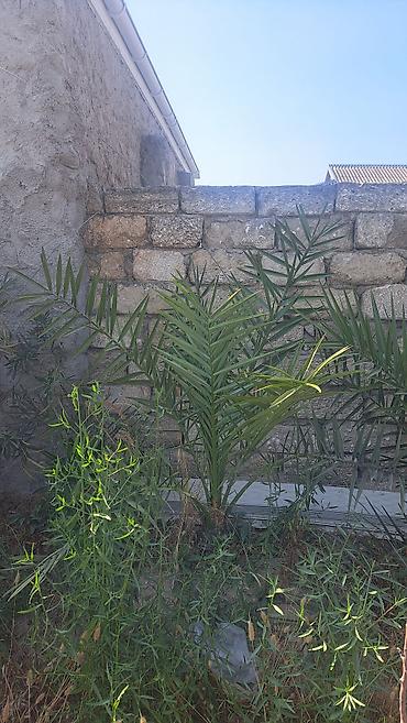 xurma palması: Xurma palmaları (Phoenix dactylifera) fidanları - Növ: Xurma palması — 2