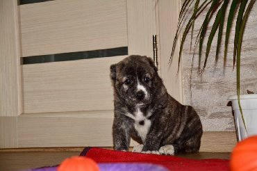 İtlər: Алабай (Alabay) Племенной питомник предлагает щенков среднеазиатской — 13