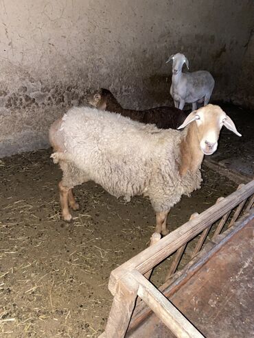 стрижка овец: Продаю | Овца (самка) | Гиссарская | На забой | Ярка