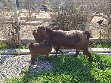 Digər kənd təsərrüfatı heyvanları: Hələb keçiləri satılır.2ana 5bala — 9