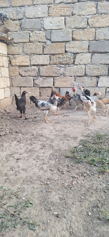 kənd colpası: Toyuq, Damazlıq, Pulsuz çatdırılma