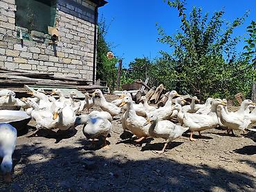 tap az goyercin satisi: Pekin Ağ ördəklər sürüsü satılır istyen əlage saxlasin 🦆🦆 — 3