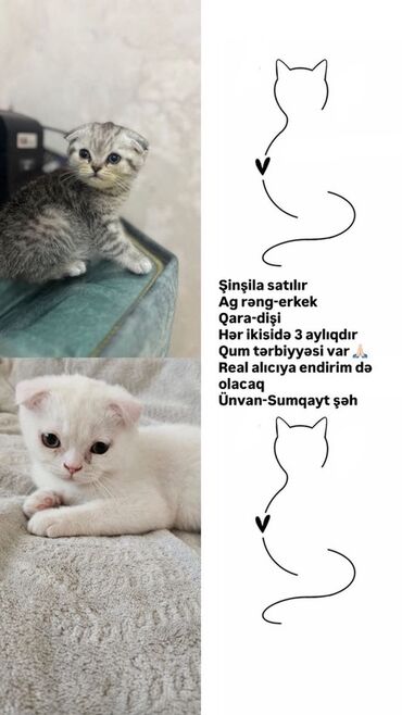 Tulumlar: Şotland yastı qulaq, Erkək