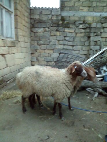 Qoyunlar, qoçlar: Məhsul: Qoyunlar - Növ: Yerli (ehtimalən qaragül/yağlı quyruq tipli) — 3