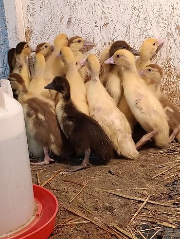 скотский рынок токмок: Продам 16 индоутят . Кара-балта — 1