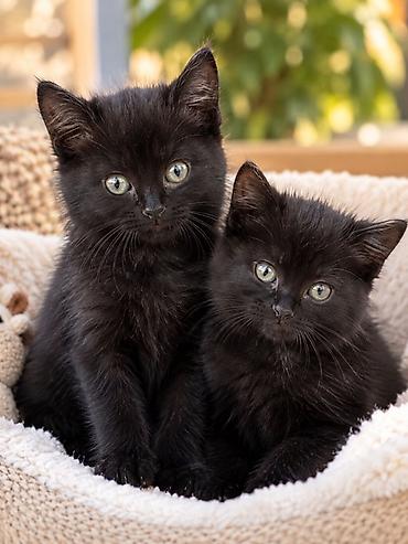 Мышыктар: Два очаровательных чёрных котёнка ищут дом. котяткам-малышарикам — 1