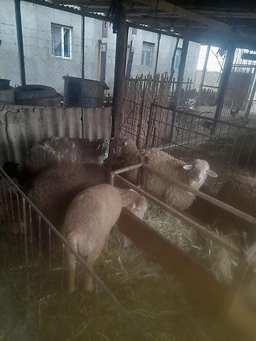 Qoyunlar, qoçlar: Qoyun və quzu sürüsü satılır - Növ: yerli ətlik və qarışıq cinslər — 5