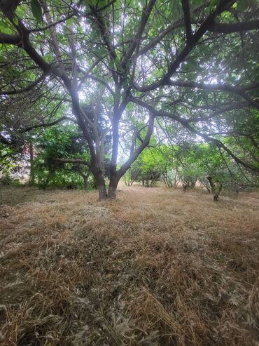 Bağ evlərinin satışı: Bakı, Bilgəh qəs., 200 kv. m, 6 otaqlı, Hovuzsuz, Artezian quyusu, Kanalizasiya, Qaz -da lalafo.az — 27 Bağ evlərinin satışı: Bakı, Bilgəh qəs., 200 kv. m, 6 otaqlı, Hovuzsuz, Artezian quyusu, Kanalizasiya, Qaz — 27