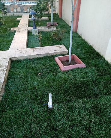 qazon xalca: Qazon satılır eni yarpaq danimarka toxumu. ilə əkilmə qazondur yerində — 4