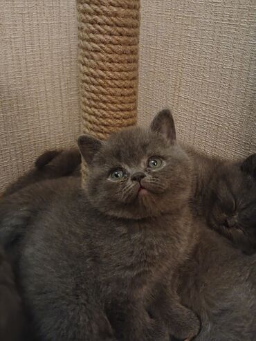 Pişiklər: Britan — 1