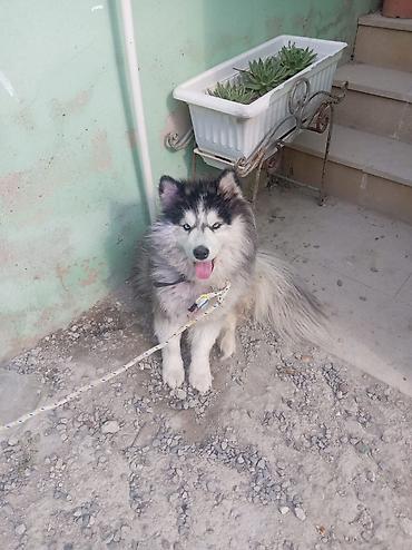 husky satisi: Xaski — 1