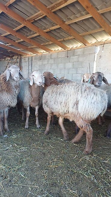 Продам с/х животных: Продаю | Баран (самец) | Арашан | На забой, Для разведения, Для шерсти | Племенные, Осеменитель — 2