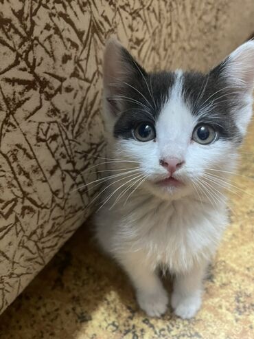 шотландская вислоухая кошка: Породасыз, 2 айлык, Ургаачы