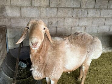 Бараны, овцы: Продаю | Баран (самец) | Арашан, Полукровка | Для разведения | Племенные, Осеменитель — 4