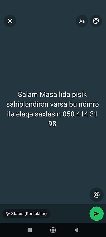 essək səkili: Masallı bölgəsində pişik sahibləndirmə xidməti axtarışı. Təsvir: - — 1