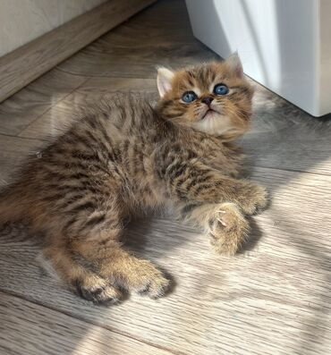 Коты: Золотой табби! Шотландский котенок, мальчик, проглистован