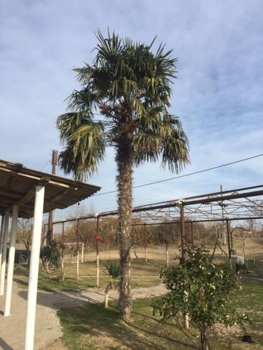 puste agaci in Azərbaycan | XURMA: Palma ağacı hündürlüyü 6 m