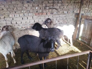 Бараны, овцы: Продаю | Овца (самка) | Полукровка | На забой, Для разведения | Осеменитель, Матка, Ярка