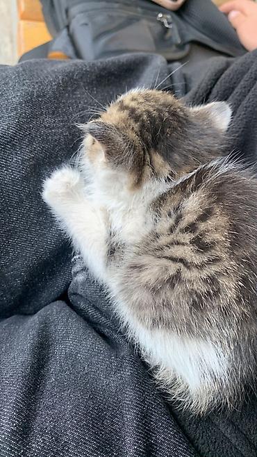 сколько стоит кошка вислоухая: Нашли котенка, здоровье в нормепокормили приютили пока у себя, очень — 2