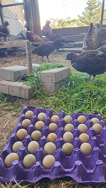 Qida məhsulları: Məhsul: Fazan yumurtaları Təsvir:Mayali qirqovul yumurtasi - Təbii — 1