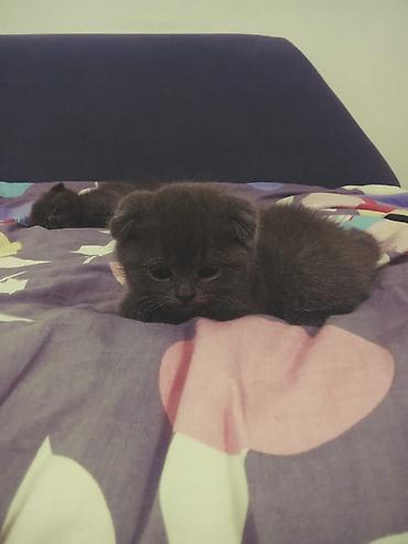 Продажа кошек: Скотиш Страйт (Шотландская прямоухая), 1 месяц, Мальчик, Голубой, Приучена к лотку — 8