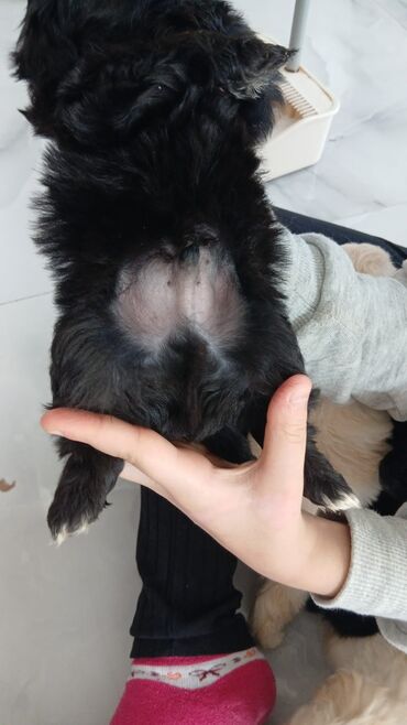 İtlər: Malta bolonka, 2 ay, Ünvandan götürmə, Pulsuz çatdırılma, Ödənişli çatdırılma — 4