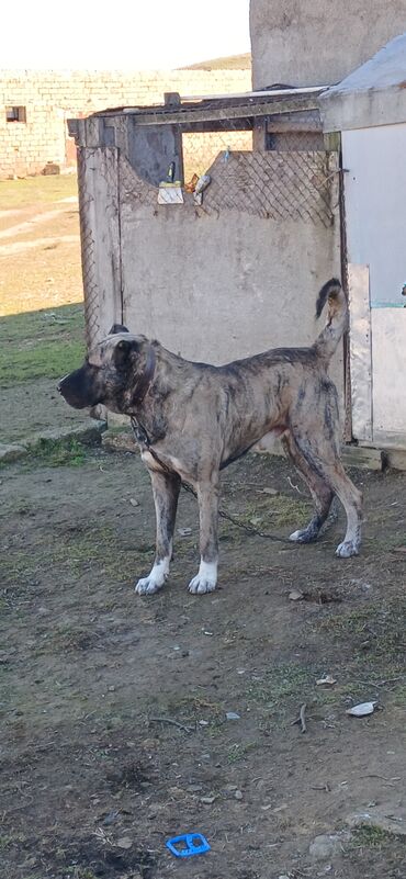 İtlər: Qurdbasar, 1 il, Erkek, Peyvəndli, Ödənişli çatdırılma — 4