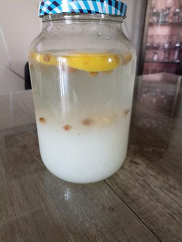 posta kula: Vodom kefir – kulturi zrnaca (Tibicos) za pripremu fermentisanog — 1
