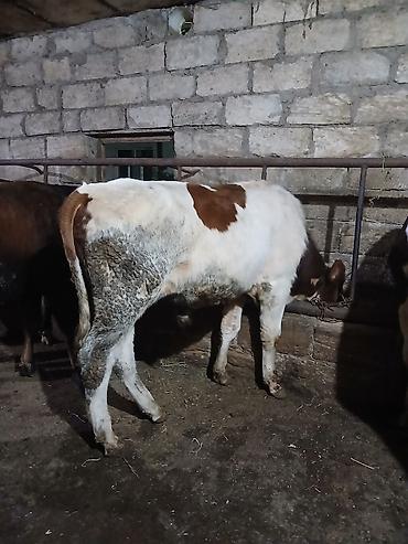 damaz: Satılır: dana/coluq heyvanlar - Növ: iri buynuzlu heyvanlar (dana) - — 10