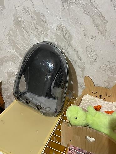 кролик бишкек: Домик для животных,(кролик; кошек и т.д ) Есть все необходимые вещи — 7