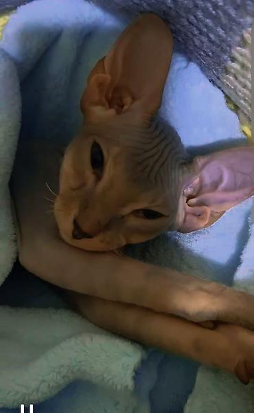 кошки свинкс: Сфинкс, 4 месяца, Девочка, Серый, Приучена к лотку — 1