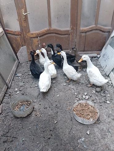 ördək satışı: Satış üçün ördəklər qrupu - Növ: ev ördəyi (ağ və qara rənglərdə) - — 2