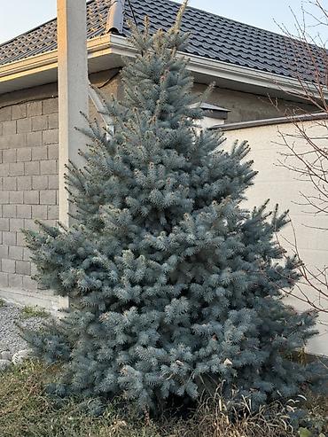 шлифовальную машинку по дереву: Голубая ель (Picea pungens ‘Glauca’) для ландшафта. 2 голубые ели с — 1