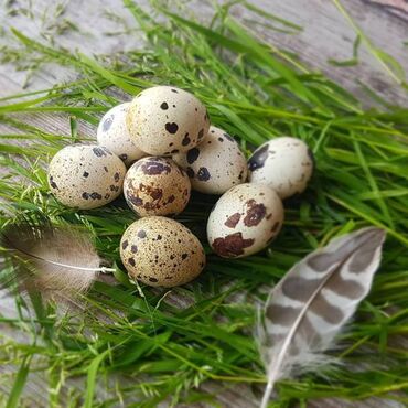 яйцо перепелиное в Кыргызстан | МОЛОЧНЫЕ ПРОДУКТЫ И ЯЙЦА: Перепелиное яйцо Мини ферма перепелиная домашняя.Перепелиные яйца