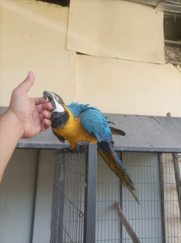 птицы бишкек: Ара сине-жёлтая (Blue-and-yellow Macaw) - Яркое оперение: насыщенные