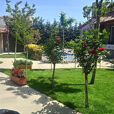 ot bicən aparatlar: Bağlarda suvarma sistemi ilə birlikdı qazon əkilməsi — 6