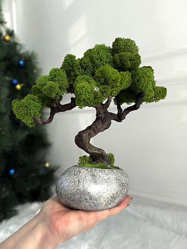 Декоративные цветы: Бонсай ручной работы из натурального стабилизированного мха от 1500 — 15