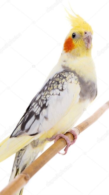 домашние попугаи корелла: Попугаи кареллы хорошо учатся говорить и приручаются к рукам. Так же