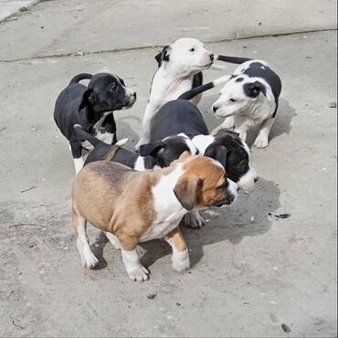 Psi: Na prodaju štenci Američkog staforda,oštenjeni 24.januara,očišćeni od na lalafo.rs — 7 Psi: Na prodaju štenci Američkog staforda,oštenjeni 24.januara,očišćeni od — 7